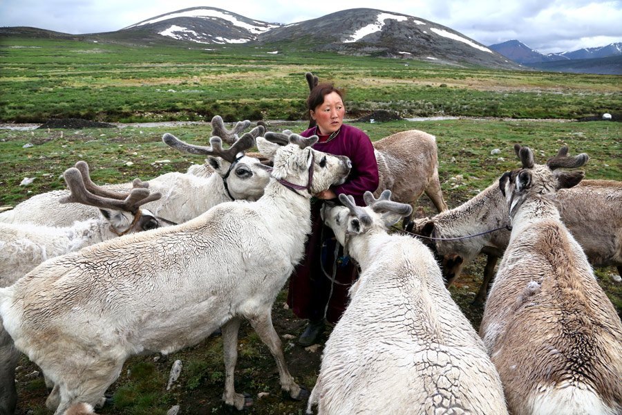 Cuộc sống của người chăn tuần lộc ở Mông Cổ